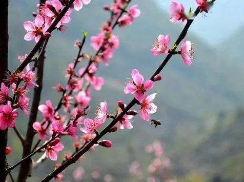 讲解！弟弟要睡了“桃红柳绿”