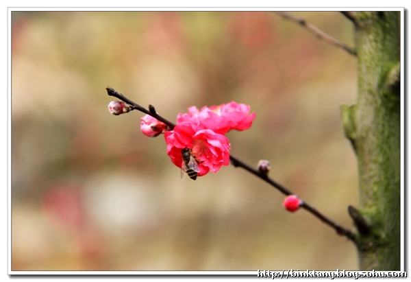 达人分享！核算酸怎么检测多少钱“桃红柳绿”