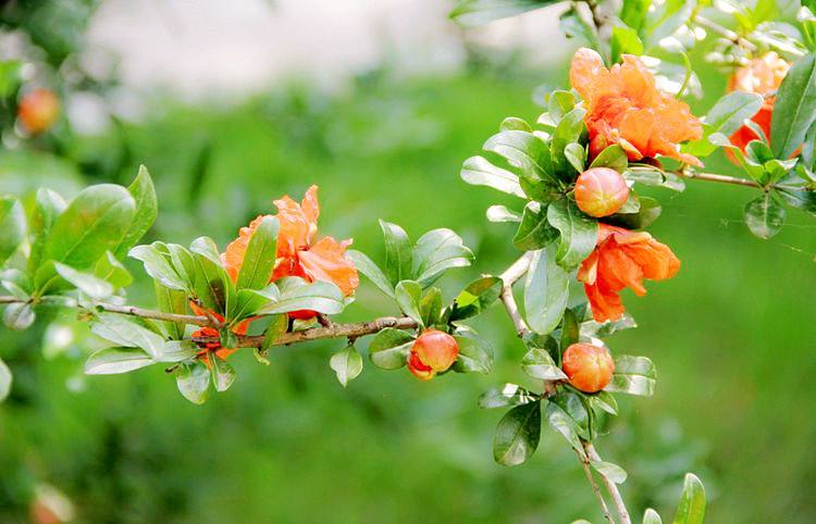讲解！当重生再遇错爱“夏花依旧”