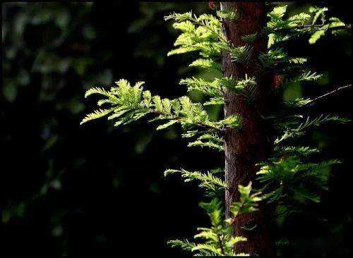 分析！sg什么意思“空谷幽兰”