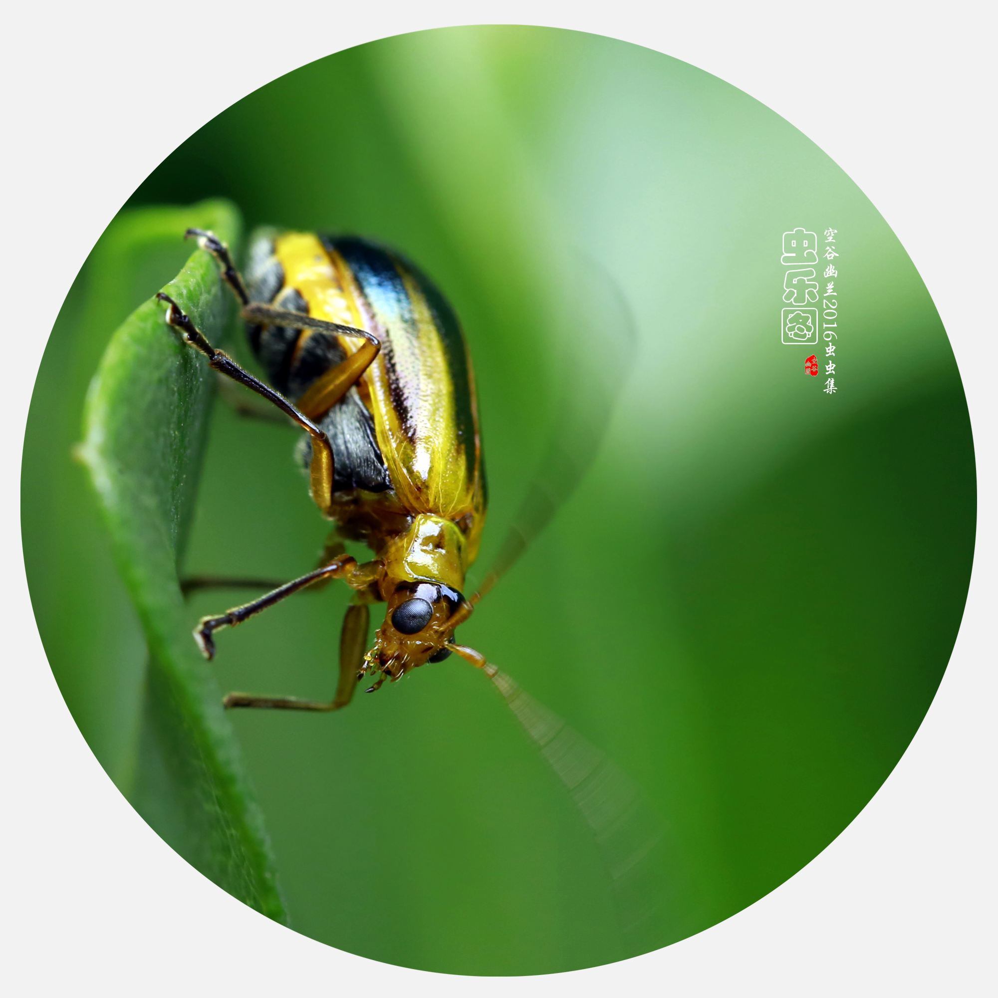 分析！sg什么意思“空谷幽兰”