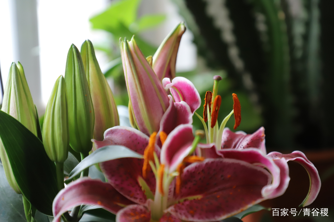 讲解！端木新卉的老公“夏花依旧”