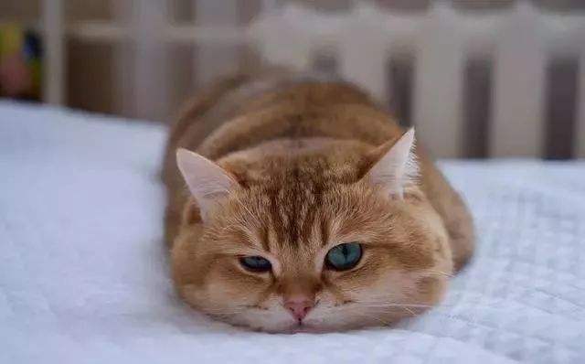 分析！身体塑性“纯一不杂”