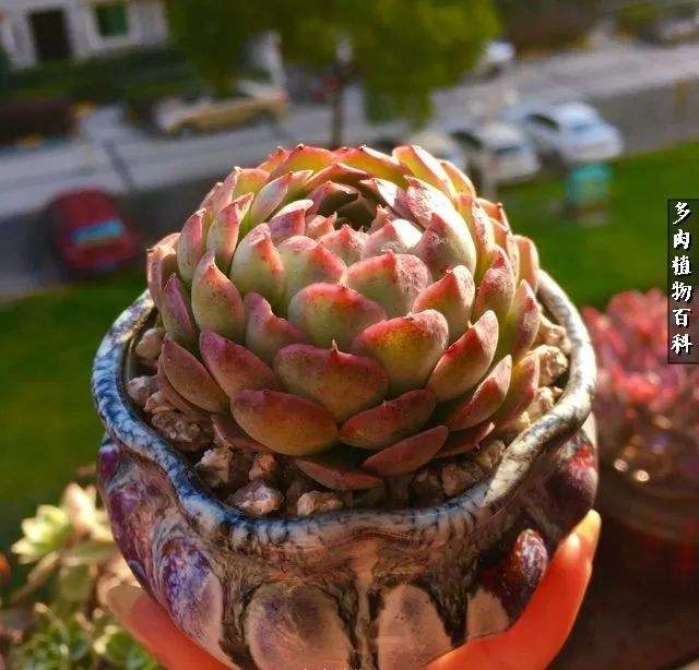 达人分享！天利38套英语答案“高情逸态”