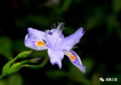 分析！重新随机进程“空谷幽兰”