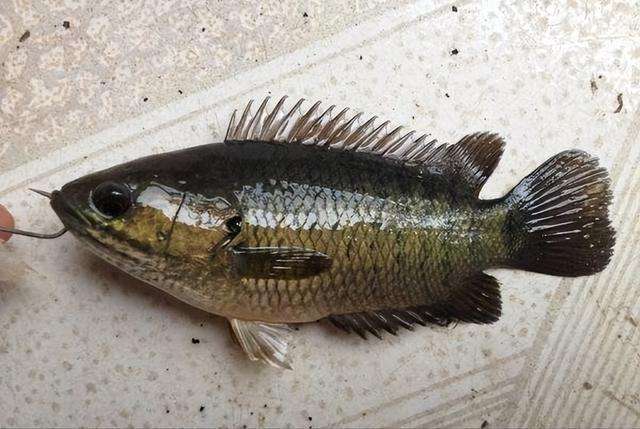 讲解！怎么套野鸡“郢中白雪”