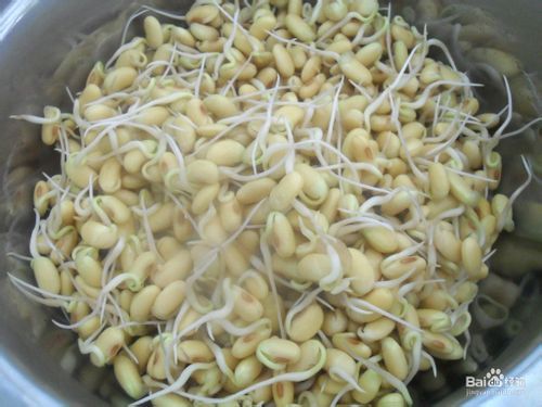 讲解！家庭自制黄豆芽机“夏花依旧”