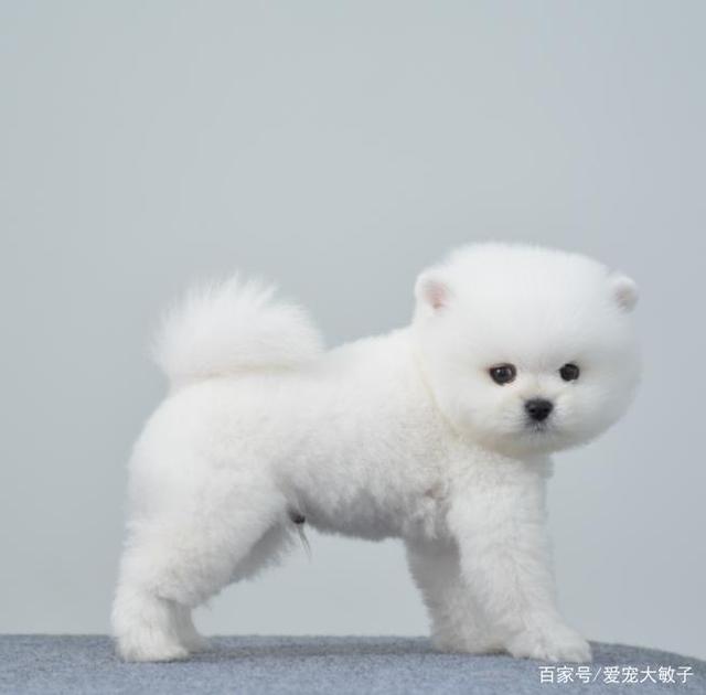 分析！俊介君是什么品种“桃红柳绿”