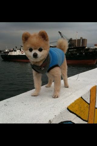 分析！俊介君是什么品种“桃红柳绿”