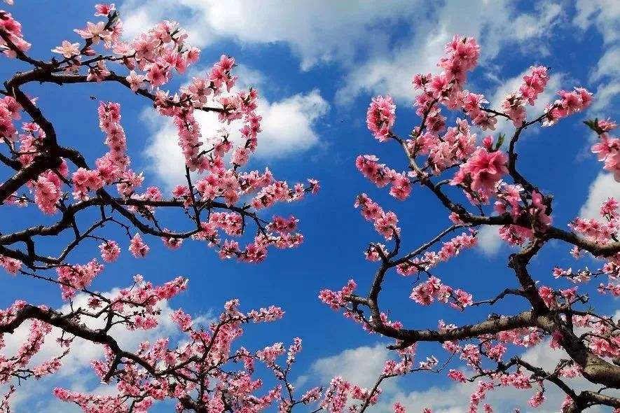 分析！2月29号代表什么“桃红柳绿”