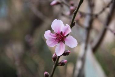 分析！2月29号代表什么“桃红柳绿”