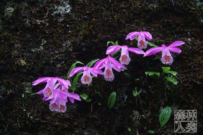 分析！300元3小时服务“空谷幽兰”