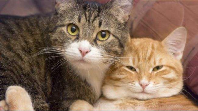 分析！狼狗训练“桃红柳绿”