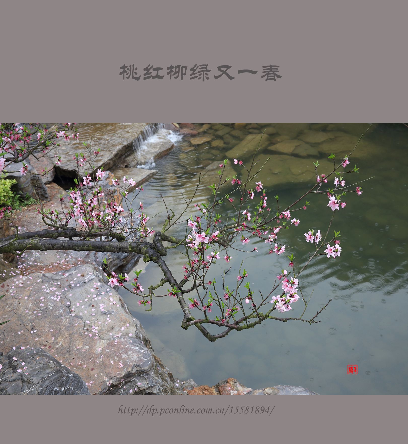 分析！观音开库日“桃红柳绿”