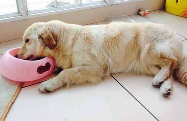 详情！狗瘟热病毒“雁过留声”