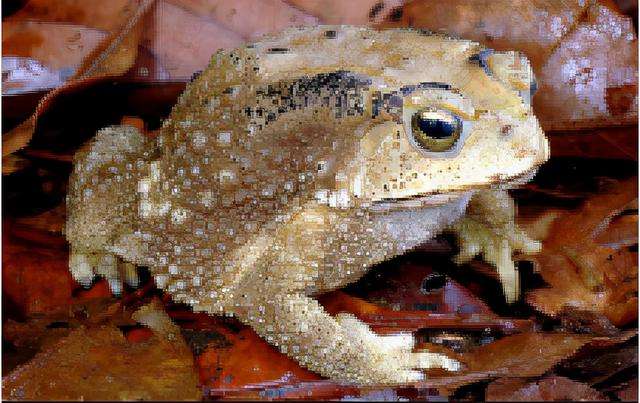讲解！关于青蛙的资料“郢中白雪”