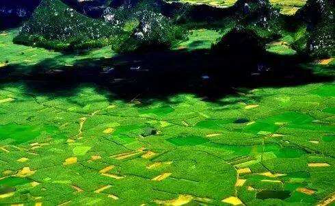 达人分享！鸢是指“桃红柳绿”