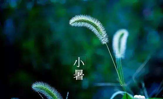 讲解！小暑是入伏的头一天吗“空谷幽兰”