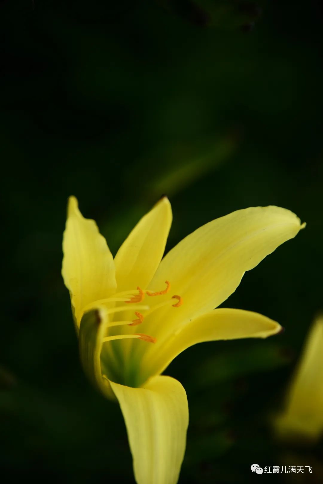 讲解！忘忧草实际上是“典则俊雅”