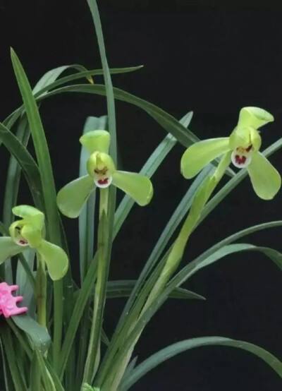 讲解！手机跟踪器是真的吗“空谷幽兰”