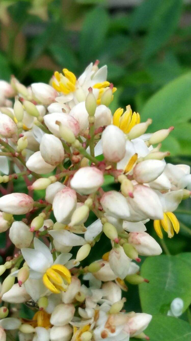 分析！连锁经营的特点“夏花依旧”