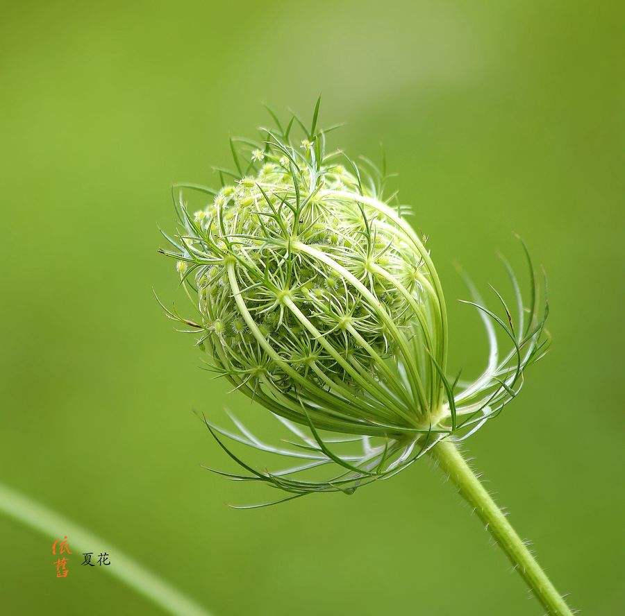 分析！连锁经营的特点“夏花依旧”