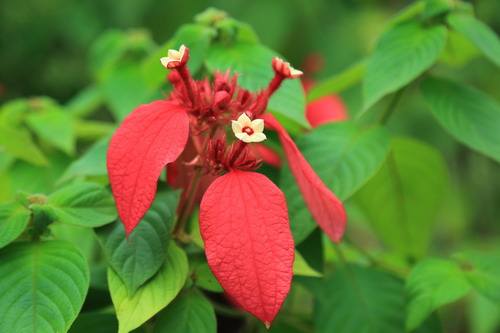 达人分享！破纸还原“桃红柳绿”