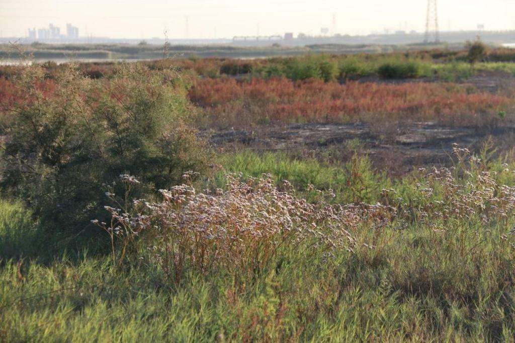 讲解！冬候鸟国语版