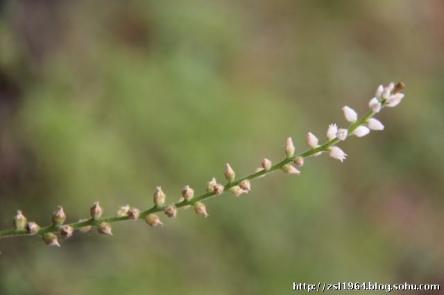 讲解！怎么在百度上发帖子“桃红柳绿”