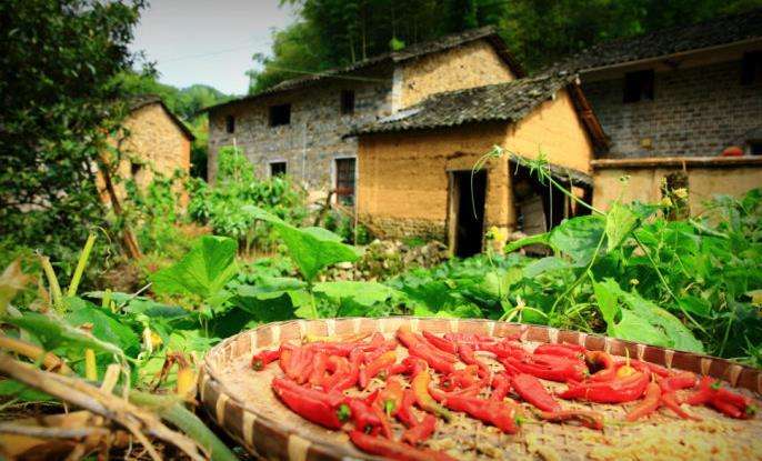 达人分享!枣树图片“一抹红尘” 达人分享!枣树图片“一抹红尘”