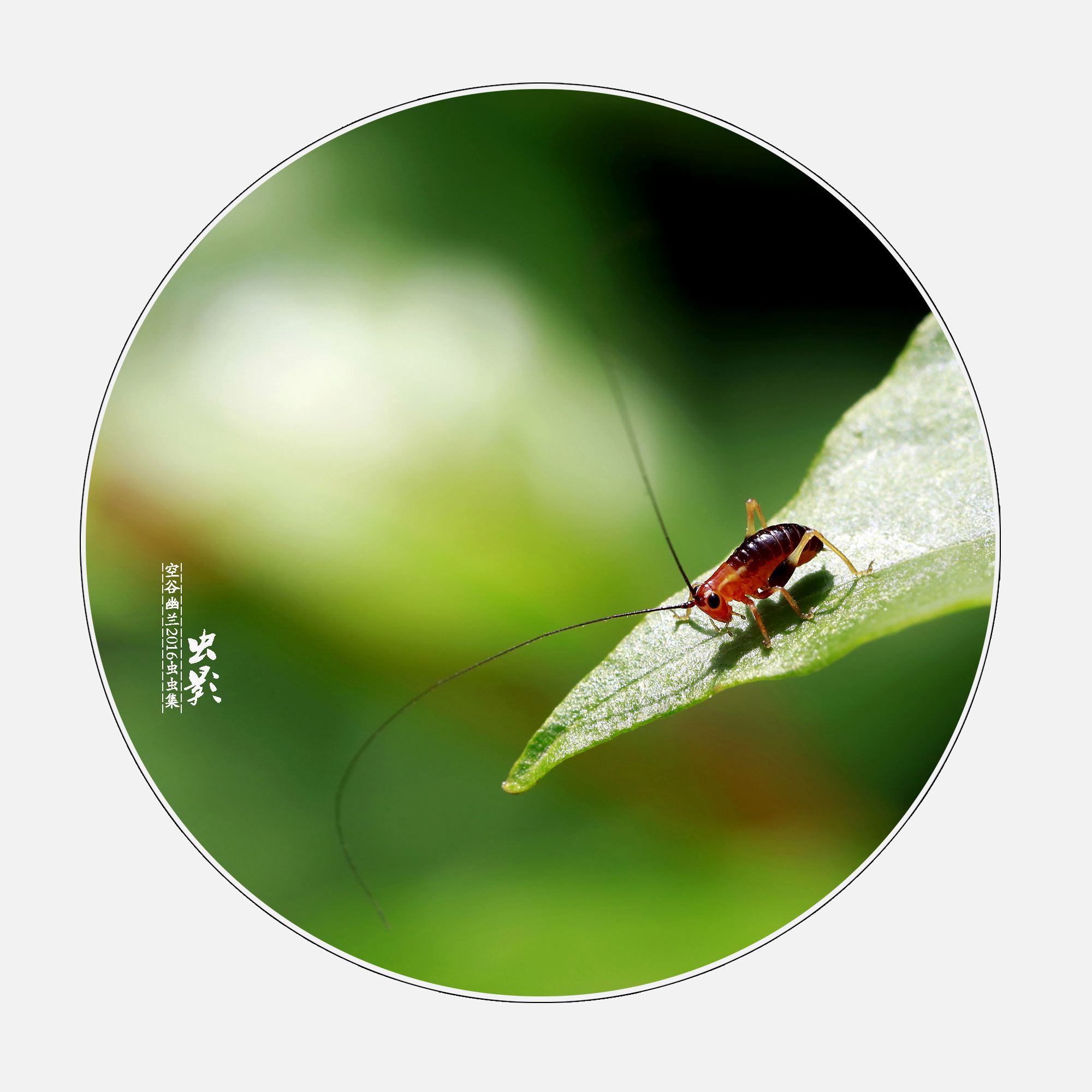 达人分享！天使之谷3“空谷幽兰”