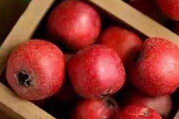 详情!哪种水果含糖量更高山楂西瓜“典则俊雅” 详情!哪种水果含糖量更高山楂西瓜“典则俊雅”