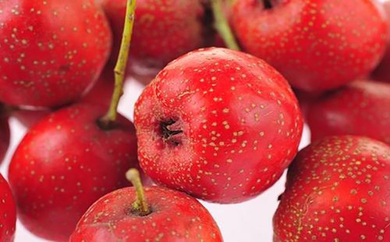 详情!哪种水果含糖量更高山楂西瓜“典则俊雅” 详情!哪种水果含糖量更高山楂西瓜“典则俊雅”