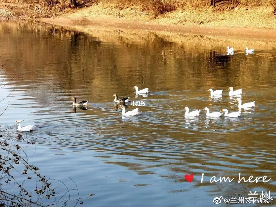 讲解！冬候鸟国语版“星星点点”
