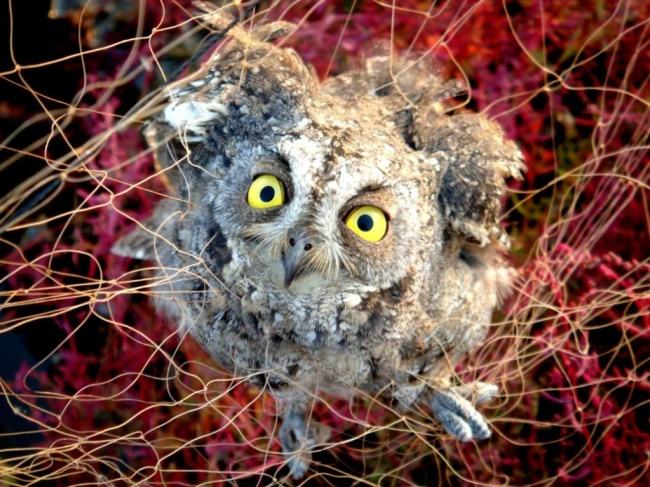 讲解！冬候鸟国语版“星星点点”