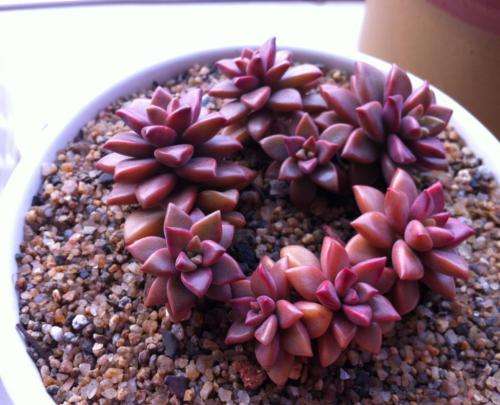 达人分享！男主糙汉女主奶大肉肉“桃红柳绿”