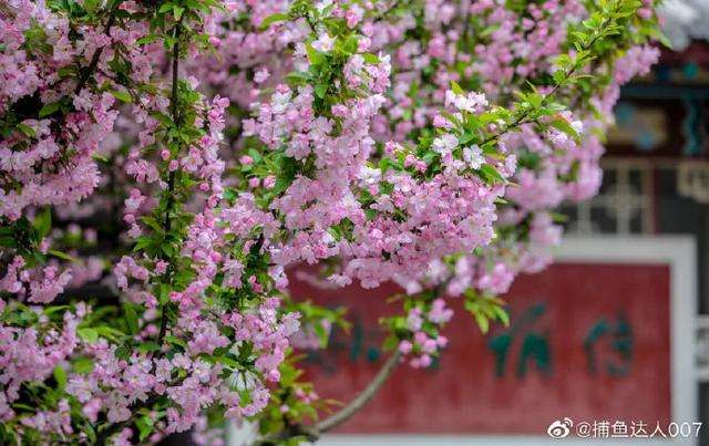 达人分享！单排溜冰教程“桃红柳绿”