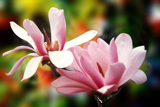 讲解！韩国人口多少“空谷幽兰”