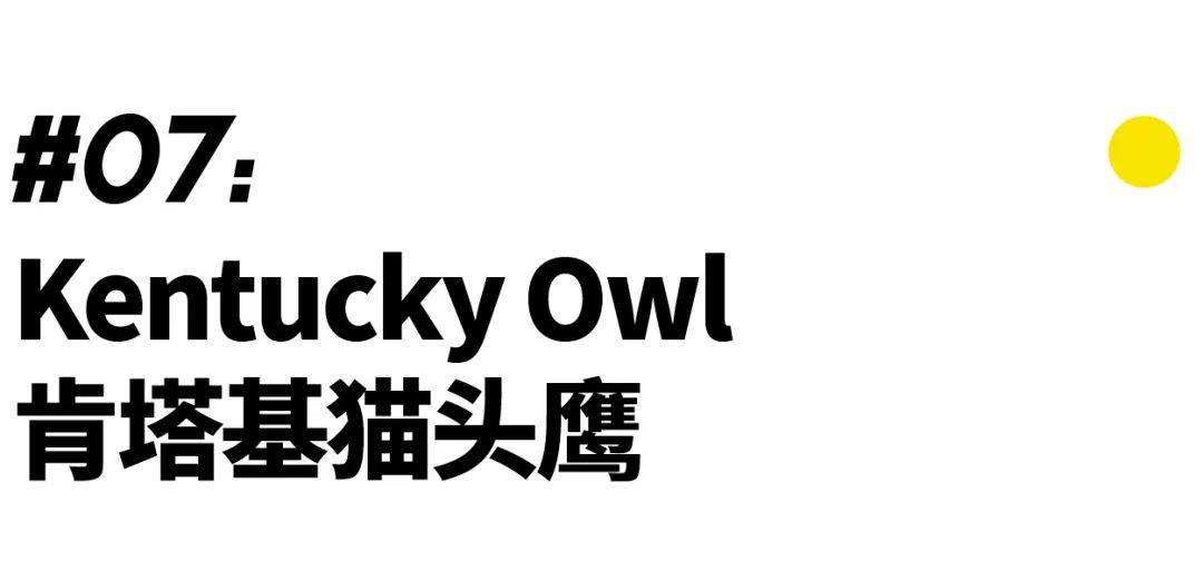 分析！誓鸟的含义“纯一不杂”