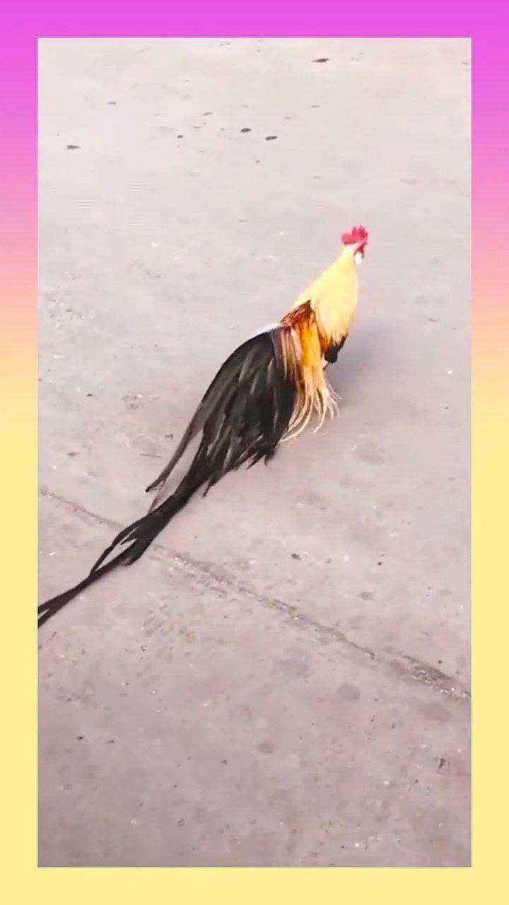 达人分享！动物的尾巴像什么“典则俊雅”