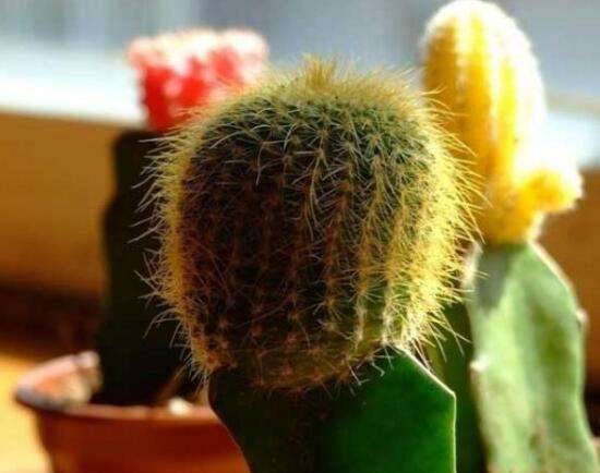 讲解！长得最快的植物是