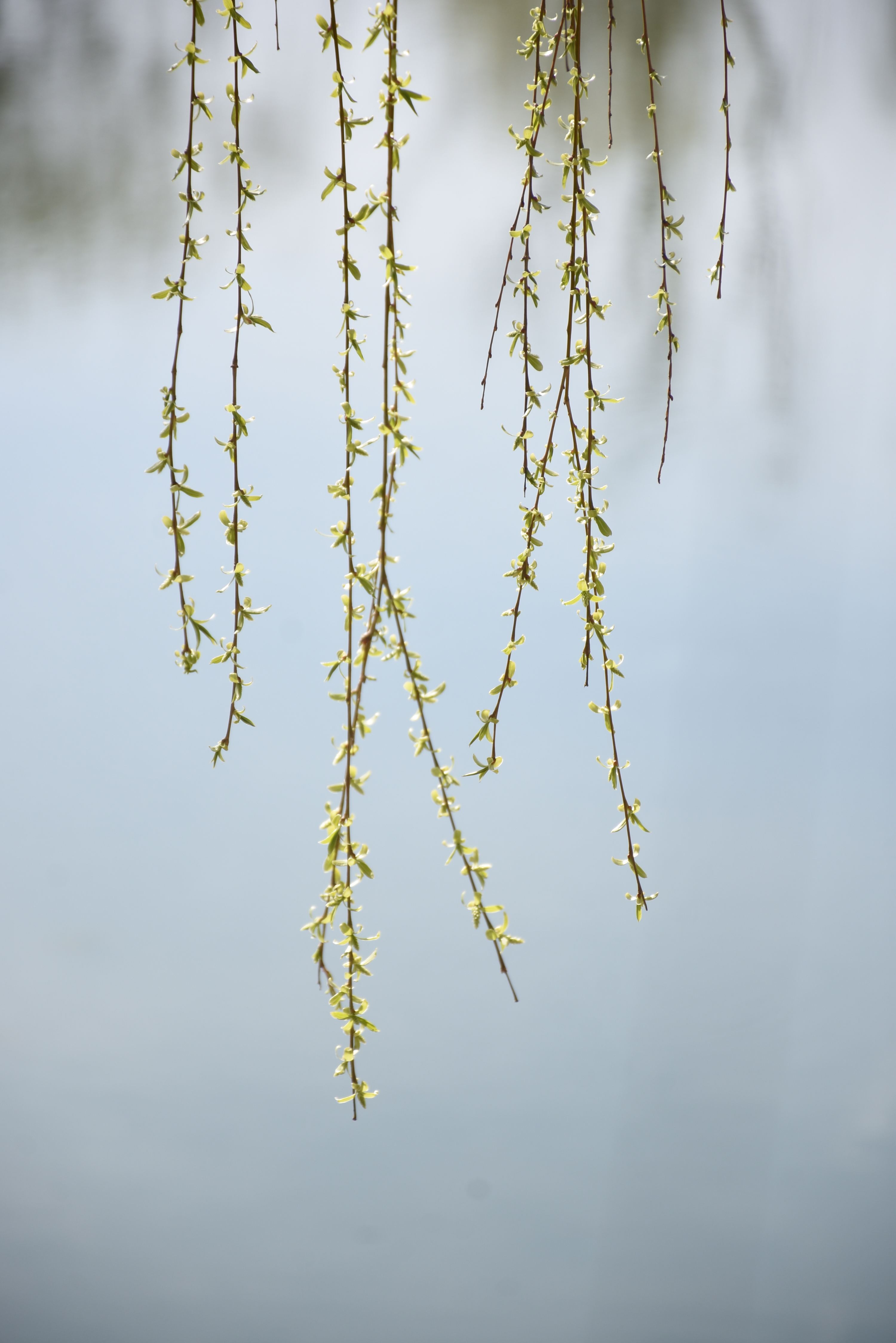 分析！二月春风似剪刀的似是什么意思“纯一不杂”
