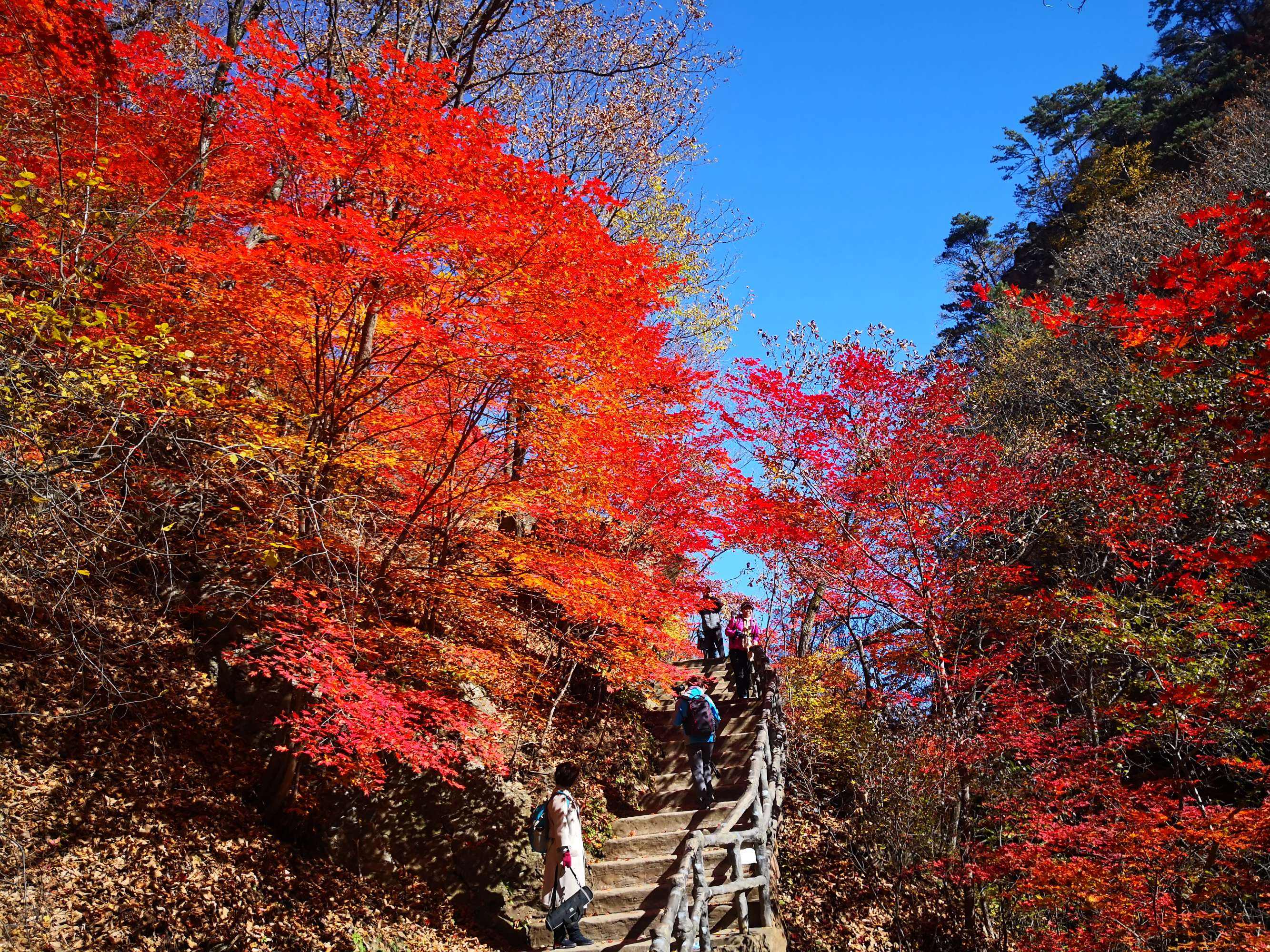 达人分享！本溪枫叶节“郢中白雪”