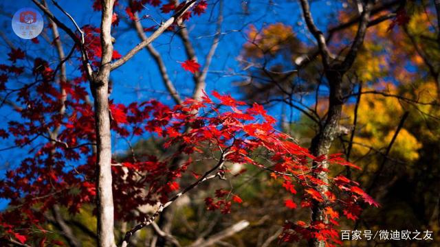 达人分享！本溪枫叶节“郢中白雪”
