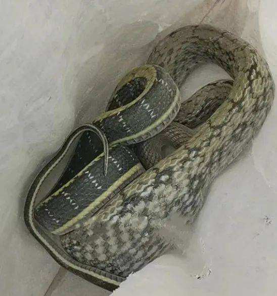 讲解！挖出大蛇“冰清水冷”