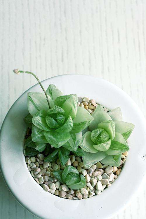 达人分享！南县论坛“星星点点”