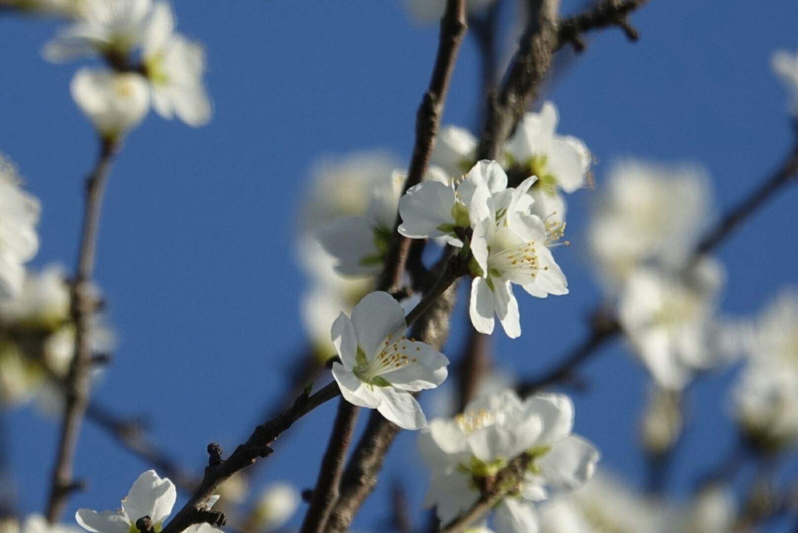 分析！烷肠“桃红柳绿”