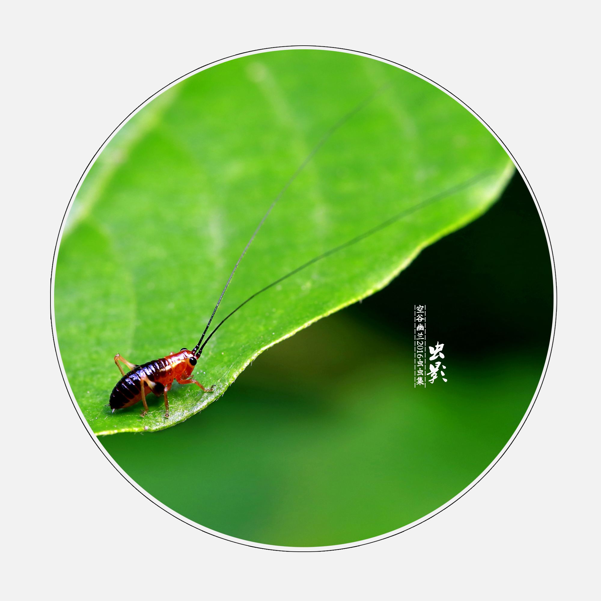 达人分享！gate什么意思“空谷幽兰”