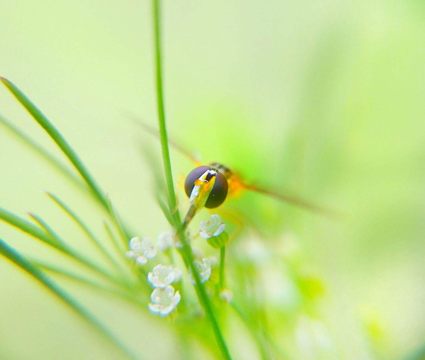 达人分享！四步舞曲大全“星星点点”