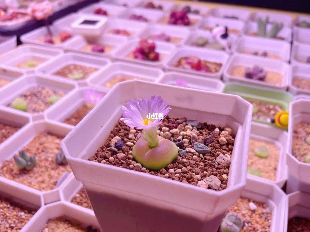 讲解！拉登全名“星星点点”